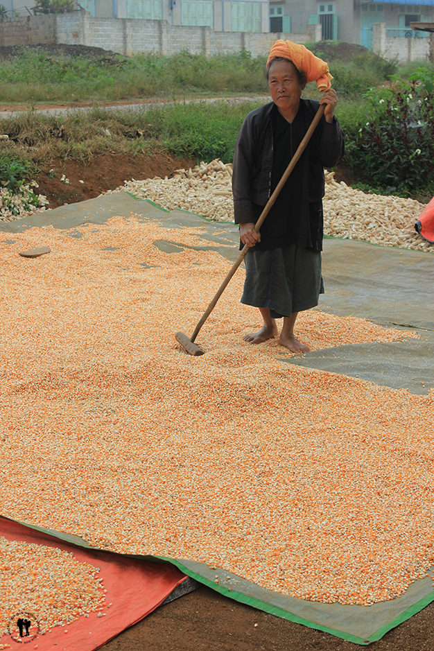 Mujer de la tribu Pao secando granos de maíz