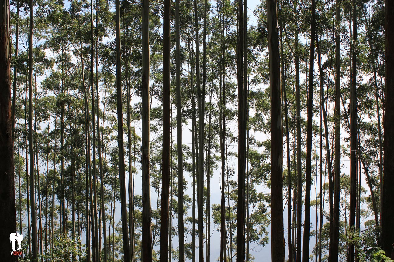 Bosque en Kodaikanal