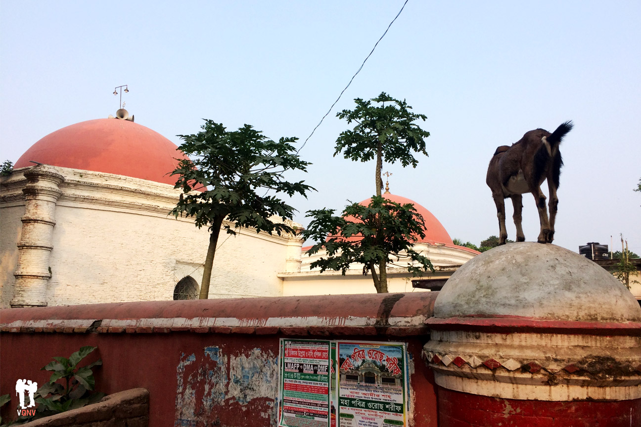 Cabra en la tumba de Kan Jahan Alí
