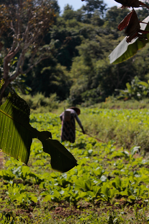 Trabajando en el campo