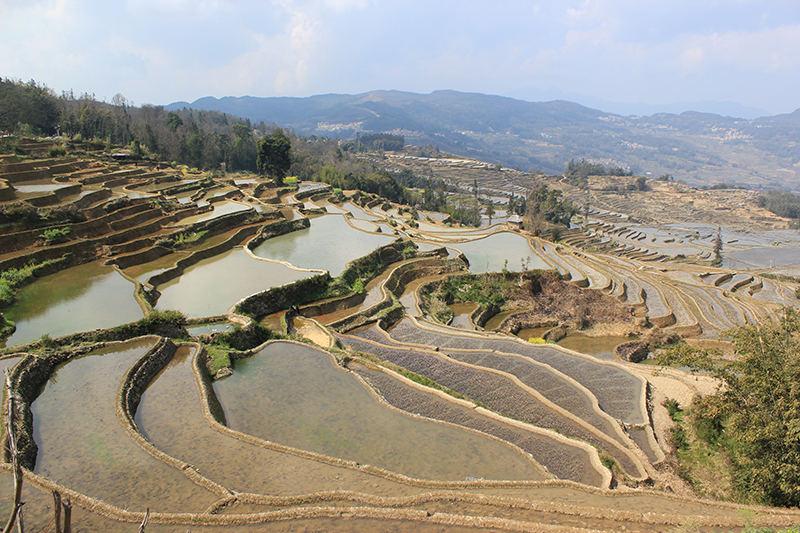 Bancales del Yuanyang