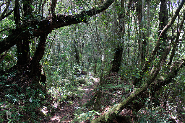 Adentrarnos en la selva