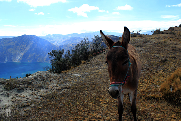 Burrito en Quilotoa