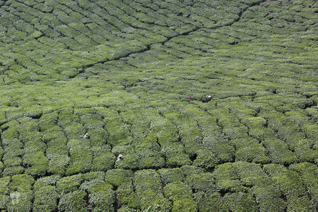 Campos de té