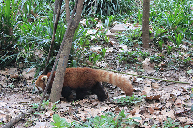 Oso Panda rojo