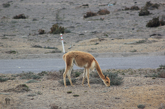 Vicuña