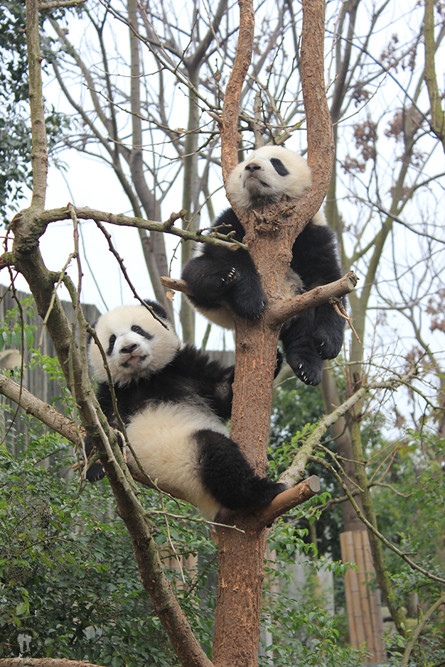 Crías de osos Panda