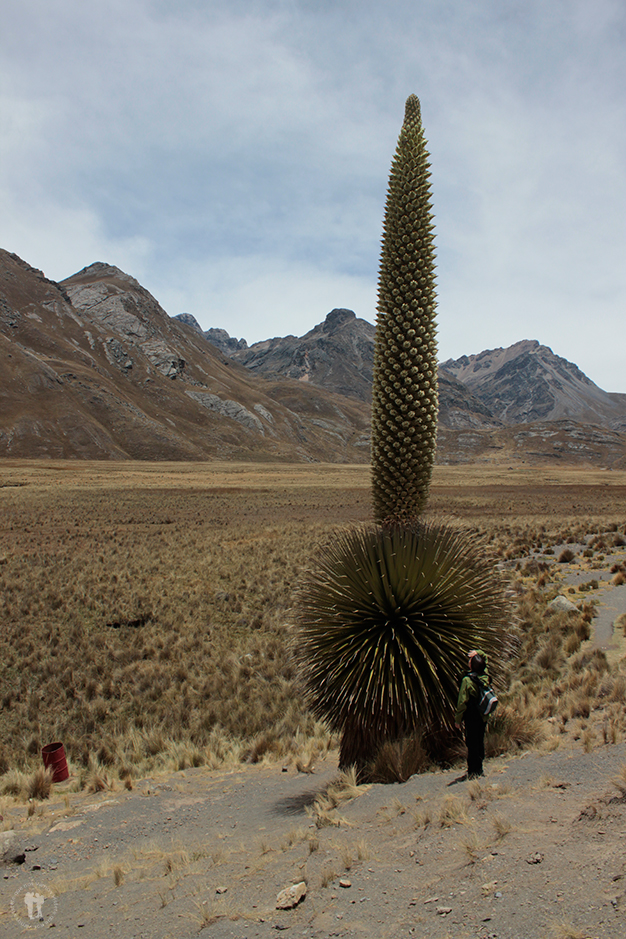 Puya Raimondi