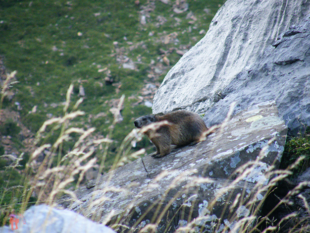 Marmota