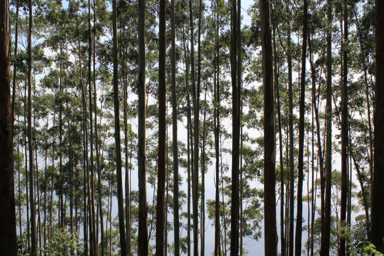 Bosque en Kodaikanal