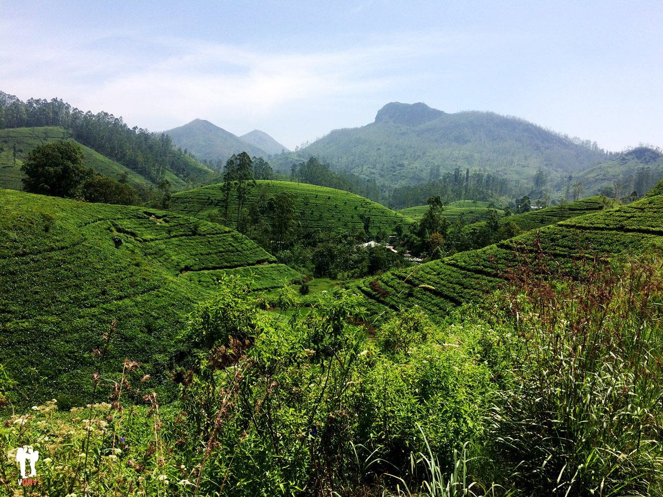 Té de Sri Lanka