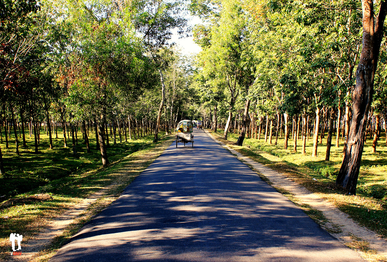 Caminando por los alrededores de Srimangal