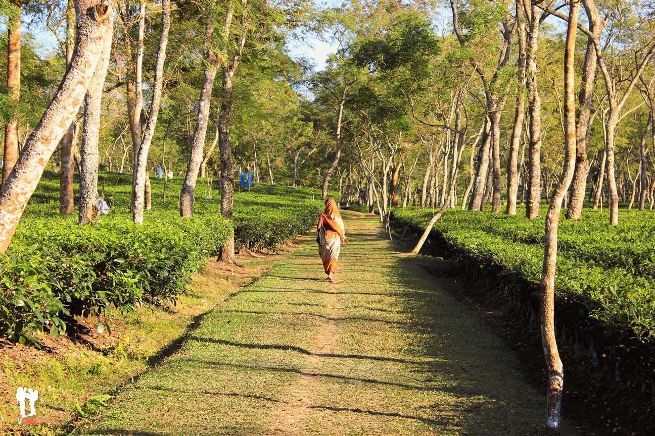 Caminando entre campos de té